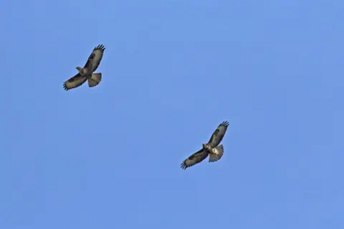 Two Buzzards Circling