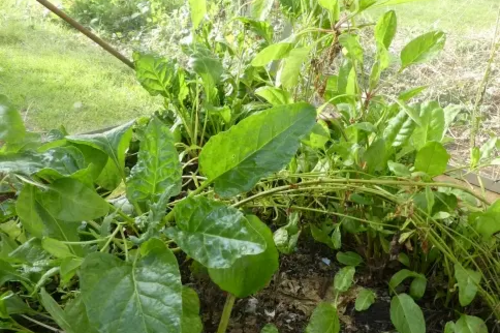 Spinach Regrowth